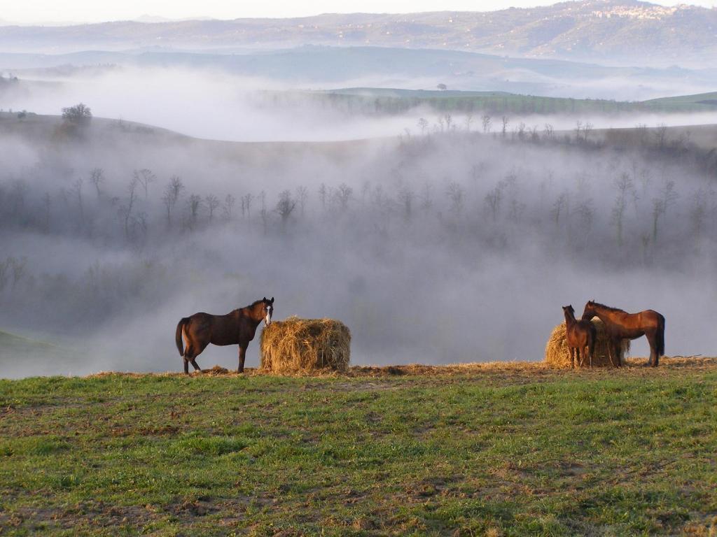 Fattoria Pieve A Salti Villa Buonconvento Buitenkant foto